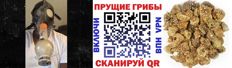 купить   даркнет какой сайт  Псилоцибиновые грибы Magic Shrooms  Гурьевск 